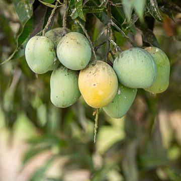 Mali is a major mango source