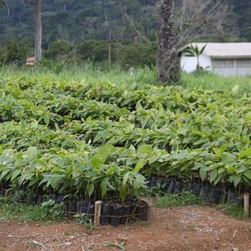 cocoa Cameroon