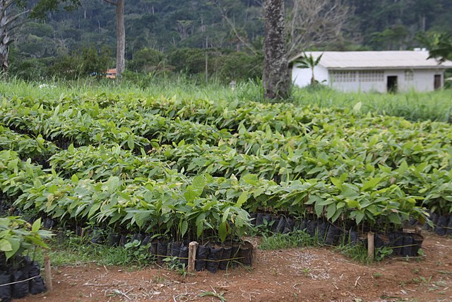 Cocoa cultivation in Cameroon: Credit, Wikimedia Commons cocoa Cameroon