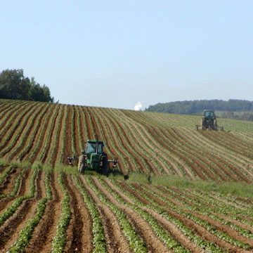 Potato cultivation requires a farm labor force in Maine
