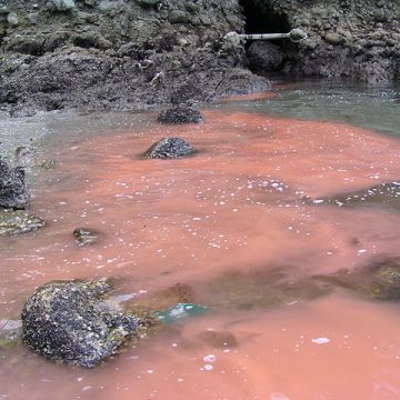 Commercial fishing in South Australia under ban courtesy algal bloom