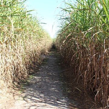 The United States cane sugar profile shares Coca-Cola’s facelift 