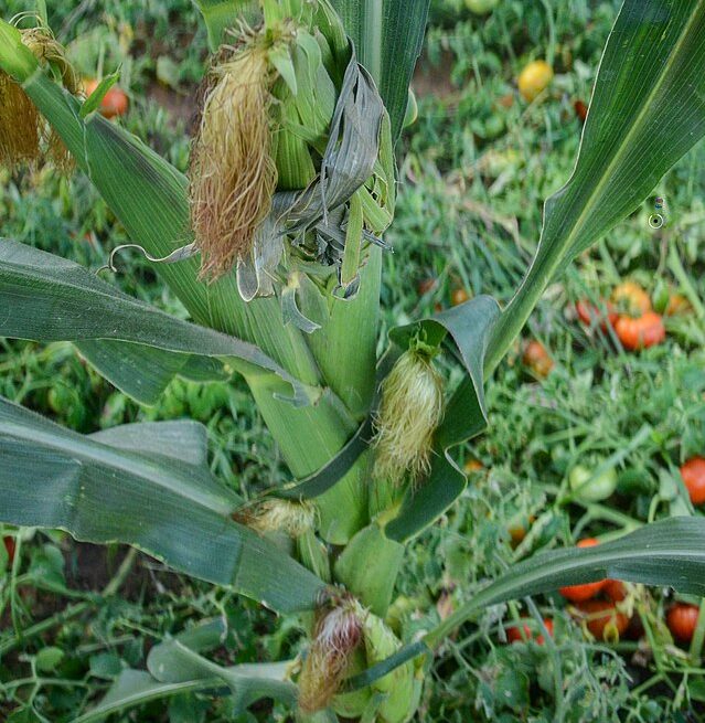 tasseling corn in Senegal