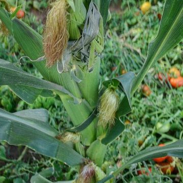 tasseling corn in Senegal