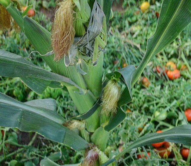 Maïsse or corn on field in Senegal: Credit, Wikimedia Commons tasseling corn in Senegal