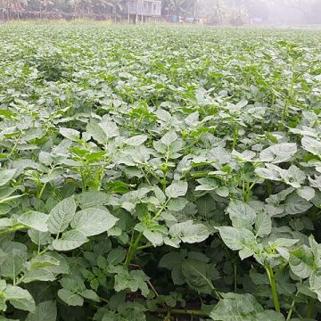 growing potatoes in Bangladesh