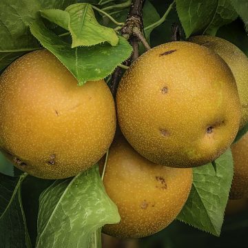 Housoi pear is a popular Japanese pear