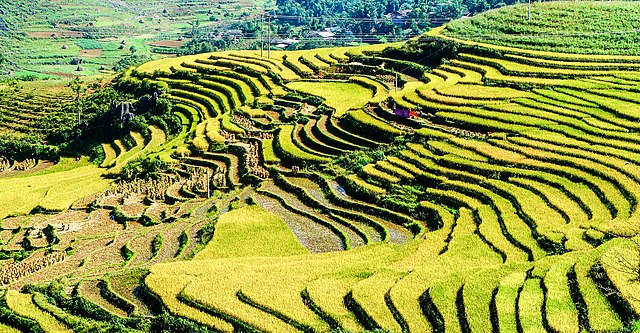 Rice terraces in Ha Giang, Vietnam: Credit, Wikimedia Commons rice from Vietnam