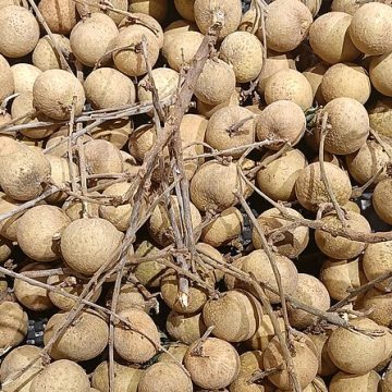 Northern Thailand producers grow longan like this