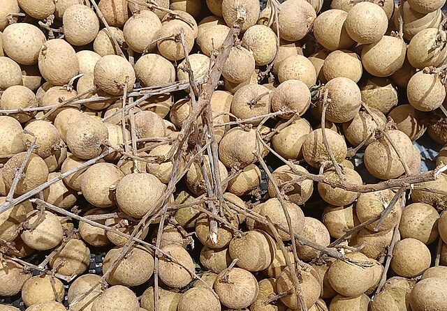 longan growing in northern Thailand: Credit, Wikimedia Commons Northern Thailand producers grow longan like this