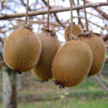 Kiwifruit like that in Shaanxi: Credit, Wikimedia Commons Shaanxi kiwifruit