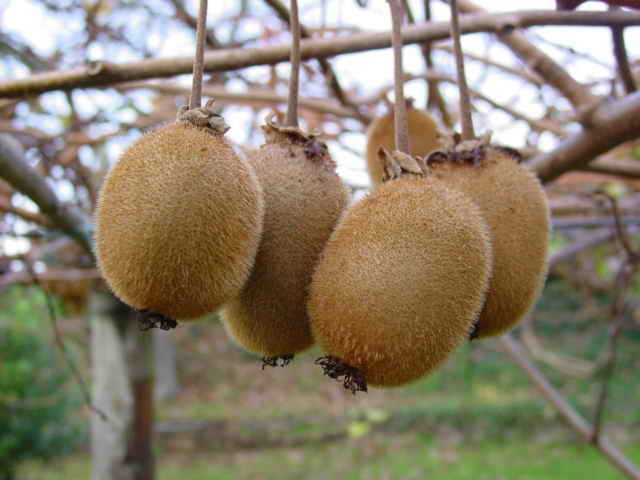 Kiwifruit like that in Shaanxi: Credit, Wikimedia Commons Shaanxi kiwifruit
