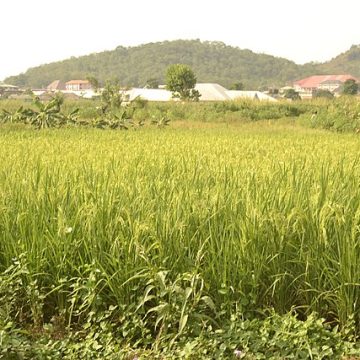 Borderline imports, low inflation cool rice prices in Nigeria 
