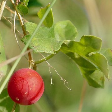 cherry from South Africa
