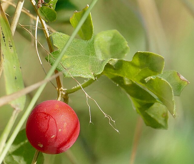 cherry from South Africa