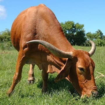 Beef cow from South Africa: Credit, Wikimedia Commons red meat in South Africa comes mainly from cattle