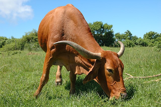 Beef cow from South Africa: Credit, Wikimedia Commons red meat in South Africa comes mainly from cattle