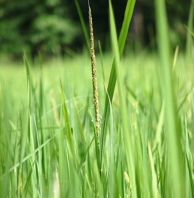 kharif season rice (Oryza sativa sp.) in Kadavoor: Credit Wikimedia Commons kharif rice in India