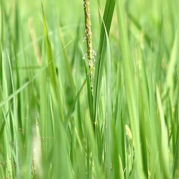 kharif season rice (Oryza sativa sp.) in Kadavoor: Credit Wikimedia Commons kharif rice in India