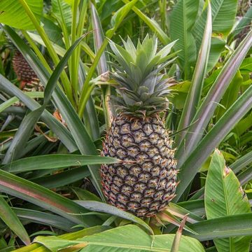 The Fiji pineapple export sector reconquers NZ with Ripley Queen