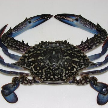 The Vietnam blue swimming crab export returns up 1%, courtesy Western markets