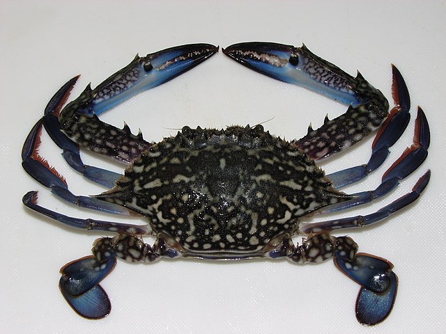 Portunus pelagicus or blue swimming crab: Credit, Wikimedia Commons The Vietnam blue swimming crab export returns up 1%, courtesy Western markets
