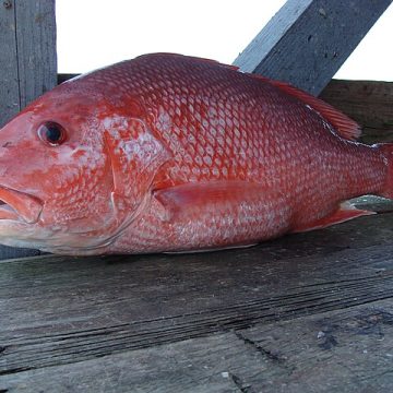 red snapper