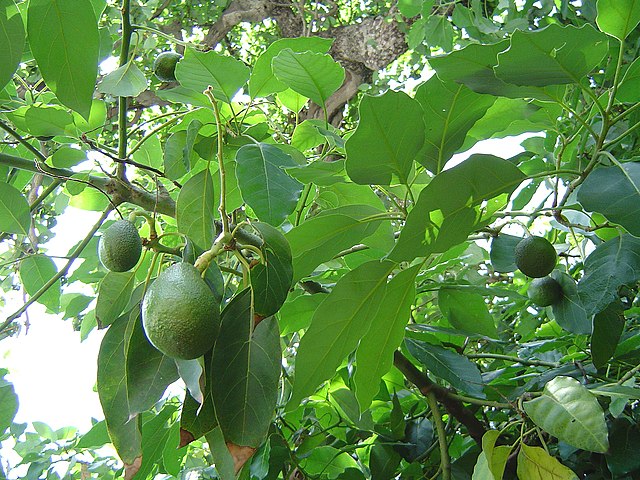 Avocado with foliage: Credit, Wikimedia Commons Some of the avocados in the United States market grow at home