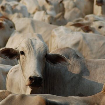 Cattle in Pará, Brazil: Credit, Wikimedia Commons Brazil tracks cattle in Pará state
