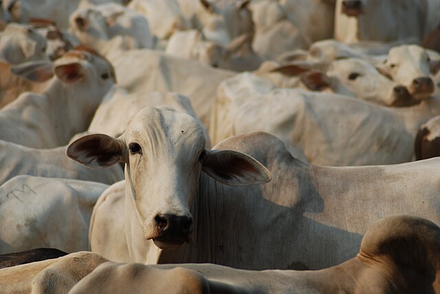Cattle in Pará, Brazil: Credit, Wikimedia Commons Brazil tracks cattle in Pará state