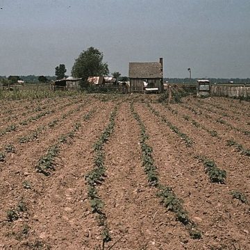 row croppers get farm aid support