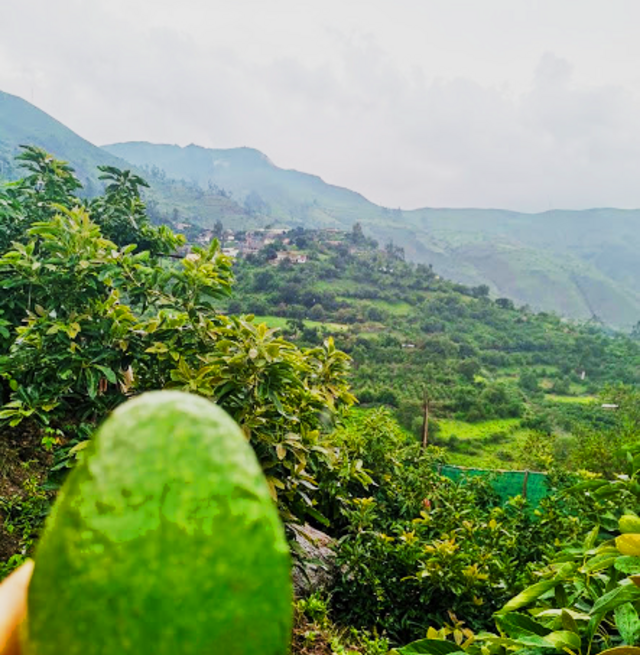 avocados growing in Peru: Credit, Wikimedia Commons avocado region, Peru
