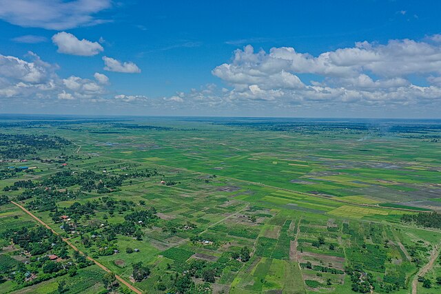 rice fields in Uganda: Credit, Wikimedia Commons Aromatic rice production in Uganda turns reality with new home varieties