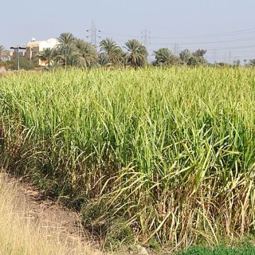 sugarcane fields in Egypt, in MEA region