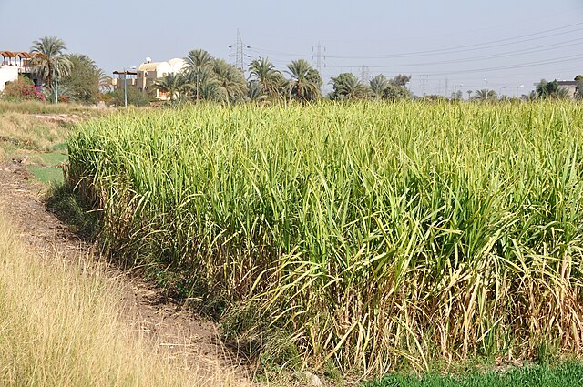 Sugarcane in West Nile, Egypt: Credit, Wikimedia Commons sugarcane fields in Egypt, in MEA region