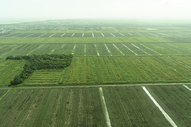 Sugarcane fields in Guyana: Credit, Wikimedia Commons white and brown sugar in Guyana comes from cane