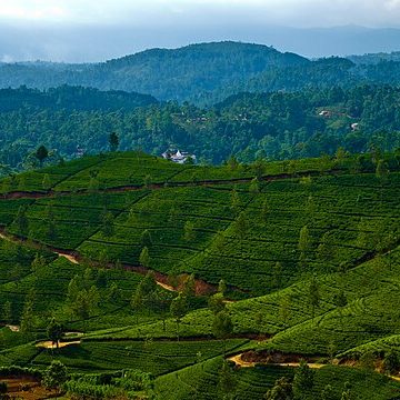 Tea plantations in Sri Lanka withstand once-in-a-century cyclone