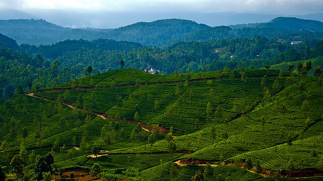 Tea plantations in Sri Lanka: Credit, Wikimedia Commons Tea plantations in Sri Lanka withstand once-in-a-century cyclone