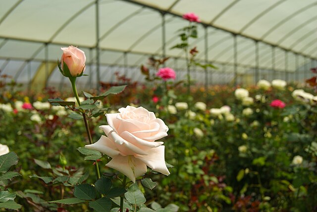 White roses on a farm in Kenya: Credit, Wikimedia Commons Kenya flowers Georgia with its blooms through exponential trade