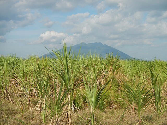sugar fields in the Philippines: Credit, Wikimedia Commons Market supply whams the Philippines sugar producer prices