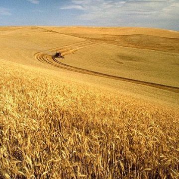 world wheat