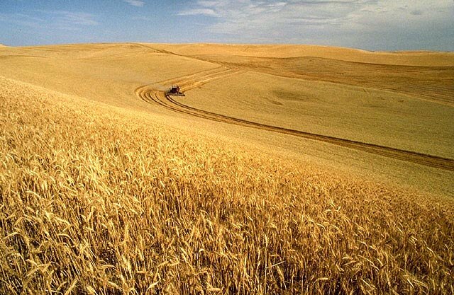 World wheat harvest: Credit, Wikimedia Commons world wheat