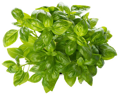 Selina wamucii Kenya fresh basil