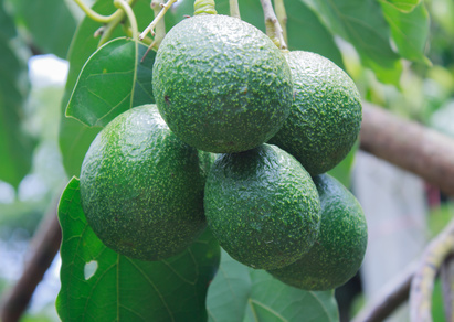 Kenya Avocados