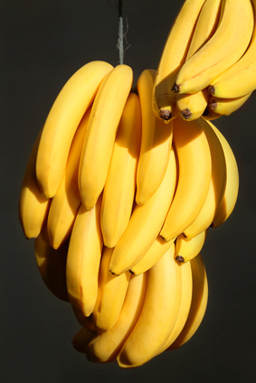 Bunches of Ripe Kenya Cavendish Bananas