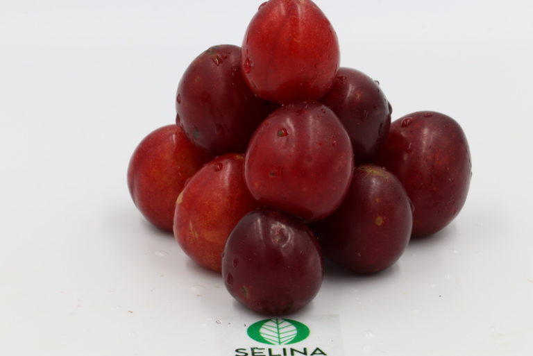 Kenyan plums