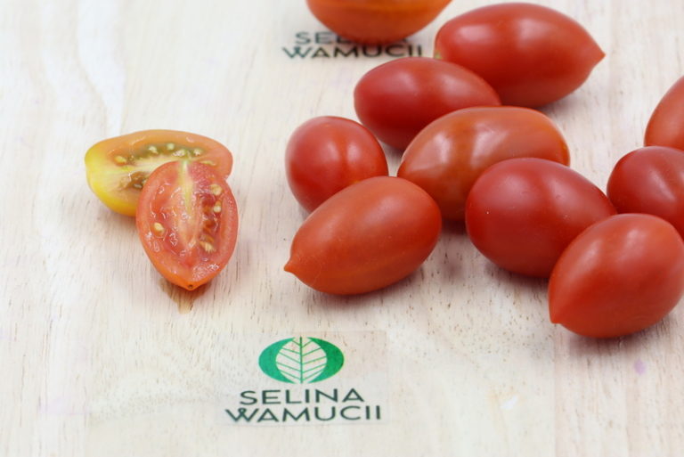 Freshly harvested cherry tomatoes from a Kenyan farm