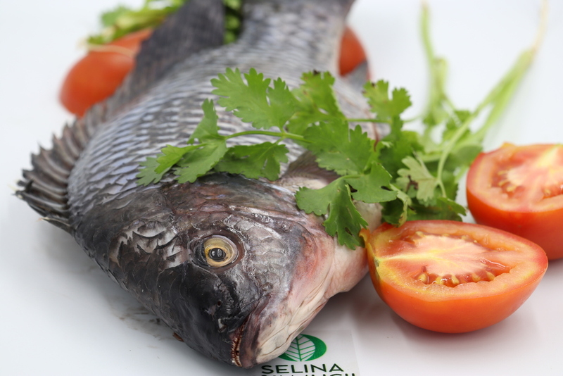 Ethiopia Fish Exporter Supplier Good Prices
