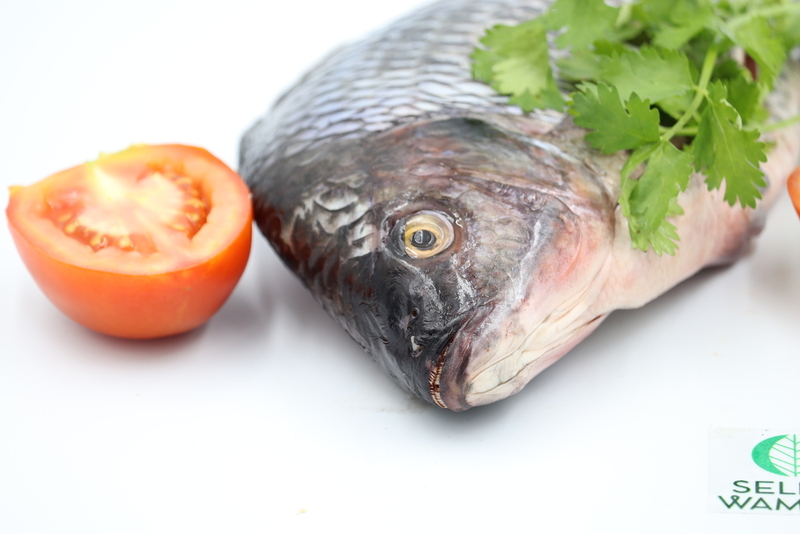 Ethiopia Fish Exporter Supplier Good Prices