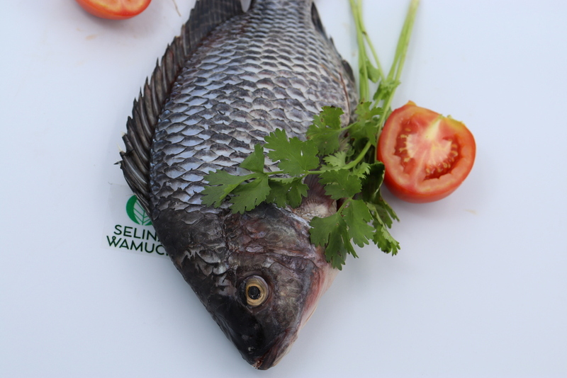 Ethiopia Fish Exporter Supplier Good Prices